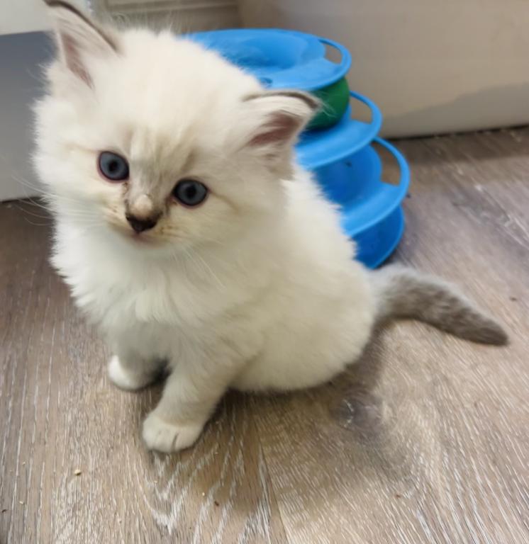 Male Ragdoll Kitten photo 6
