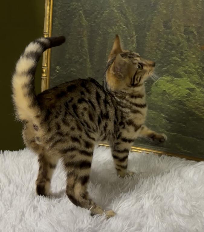 F6 SAVANNAH KITTENS photo 8