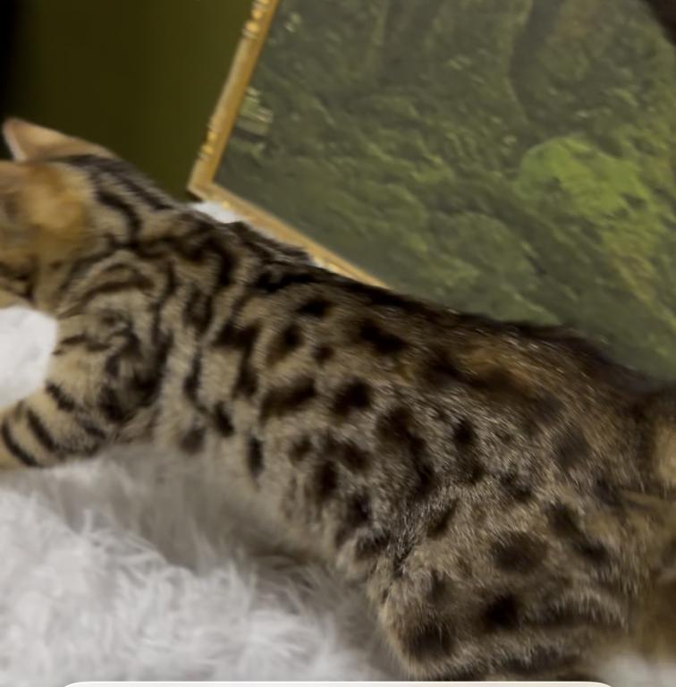 F6 SAVANNAH KITTENS photo 6