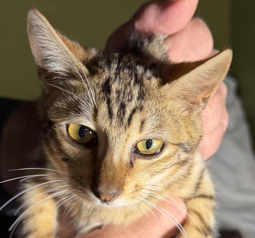 F6 SAVANNAH KITTENS photo 2