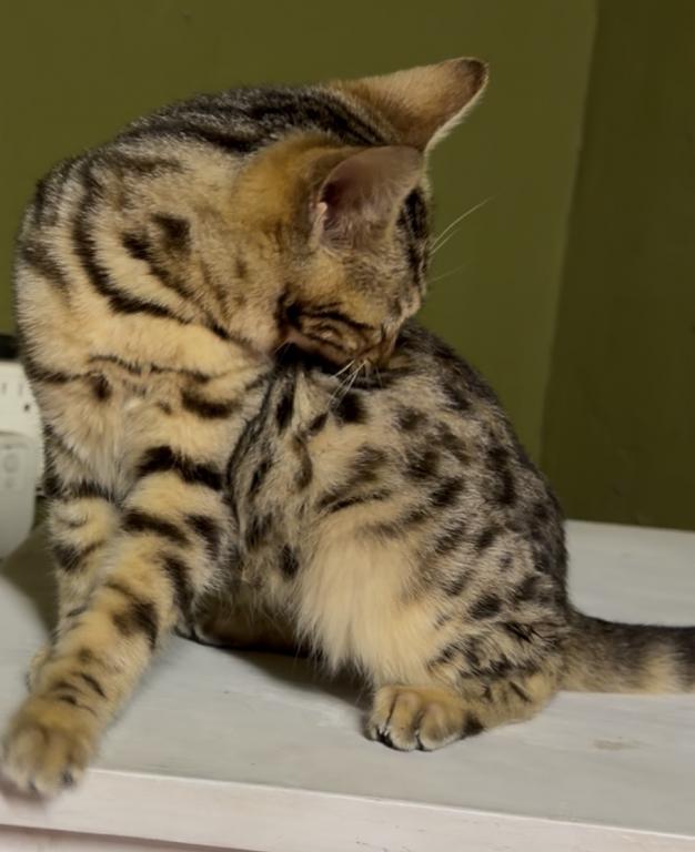 F6 SAVANNAH KITTENS photo 7