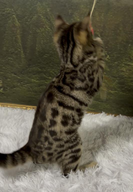F6 SAVANNAH KITTENS photo 3