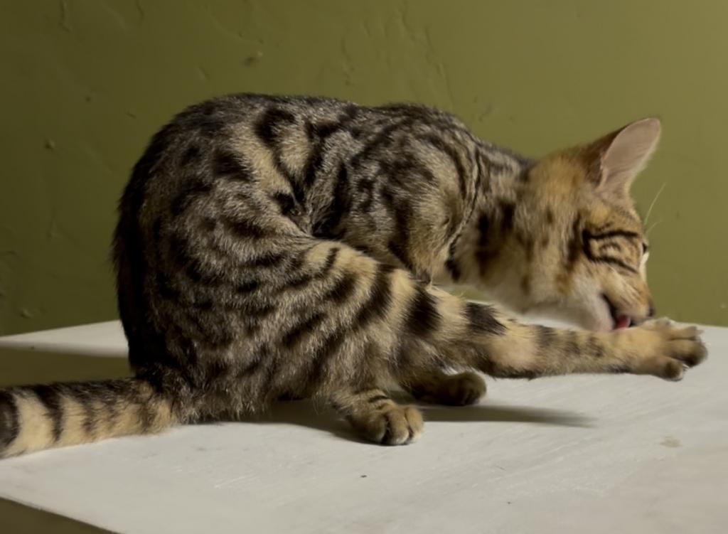 F6 SAVANNAH KITTENS