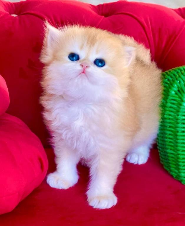 British Longhair Golden Boy