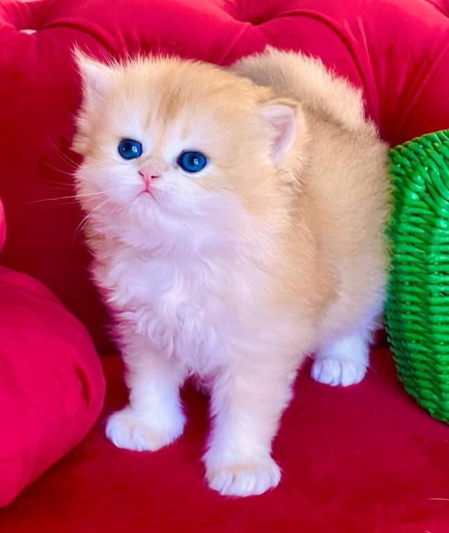 British Longhair Golden Boy photo 2