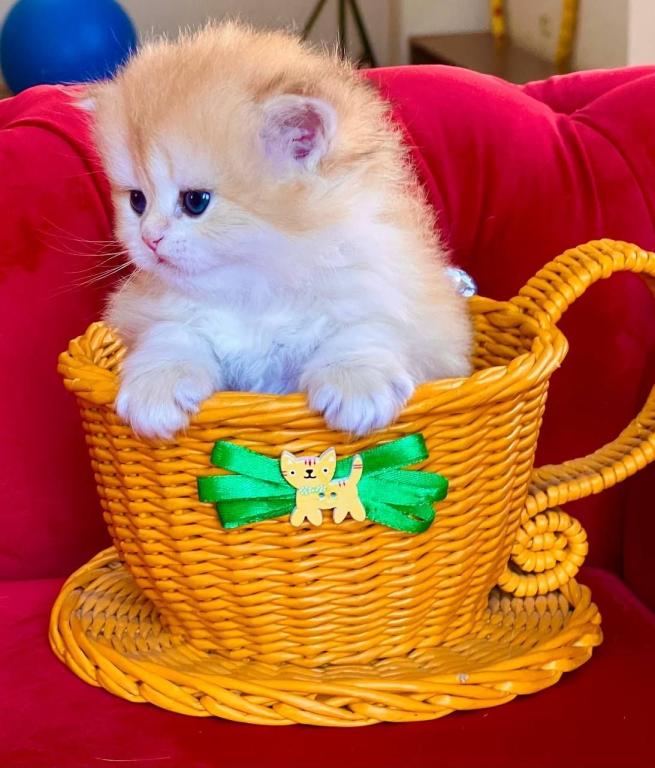 British Longhair Golden Boy photo 3