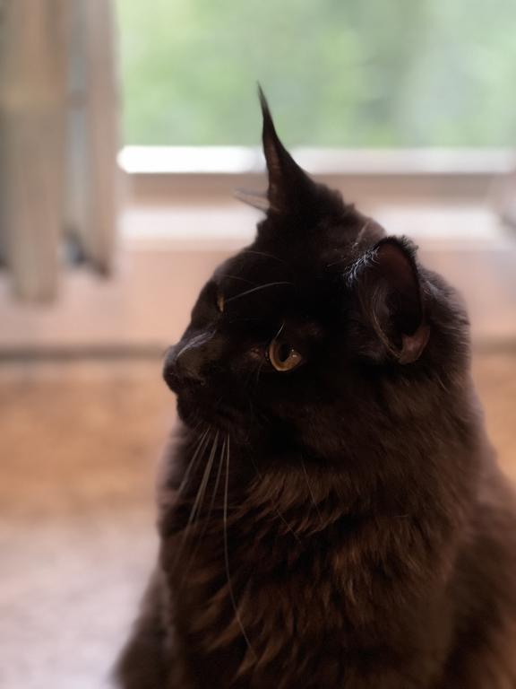 Nyx photo 4