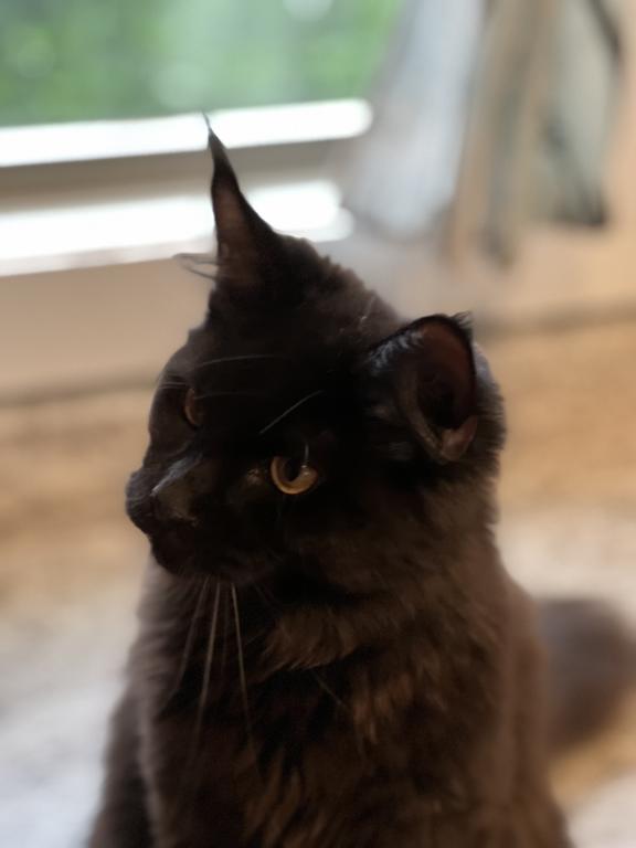 Nyx photo 6