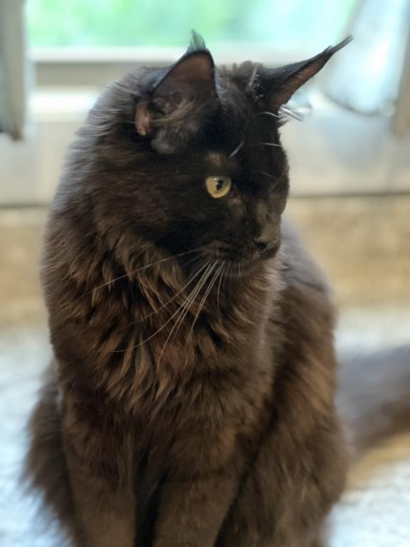 Nyx photo 2