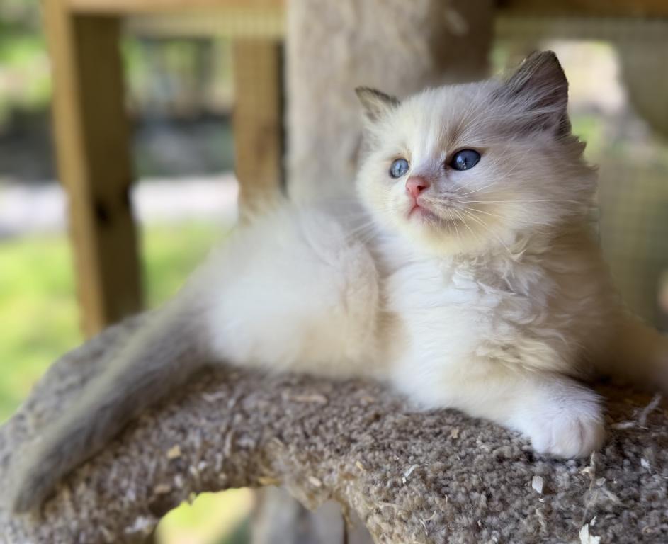 Dobby photo 15