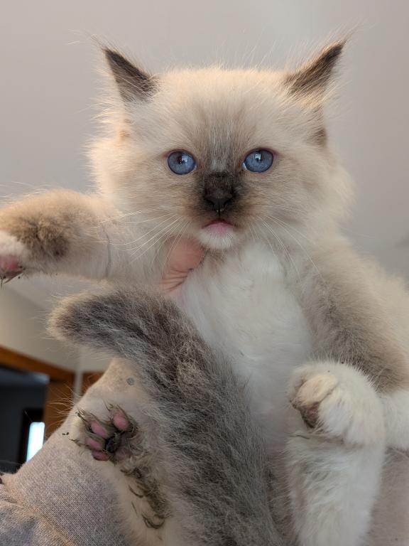 Franky Seal Mitted photo 2