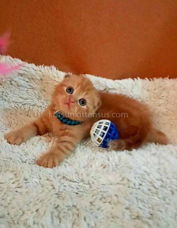 Baby Girl Paganini Flame Orange Red Scottish Fold photo 10