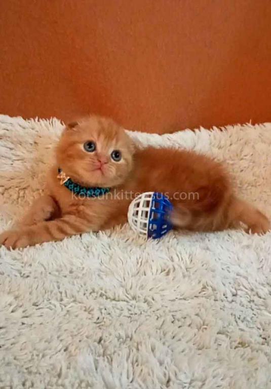 Baby Girl Paganini Flame Orange Red Scottish Fold photo 11