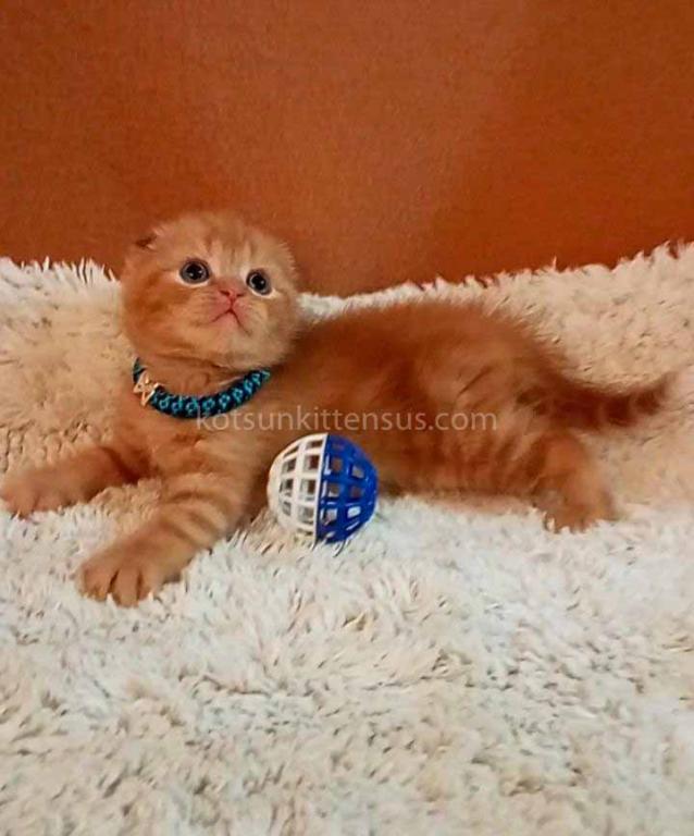 Baby Girl Paganini Flame Orange Red Scottish Fold photo 8
