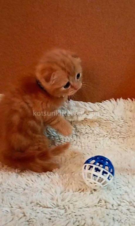 Baby Girl Paganini Flame Orange Red Scottish Fold photo 3