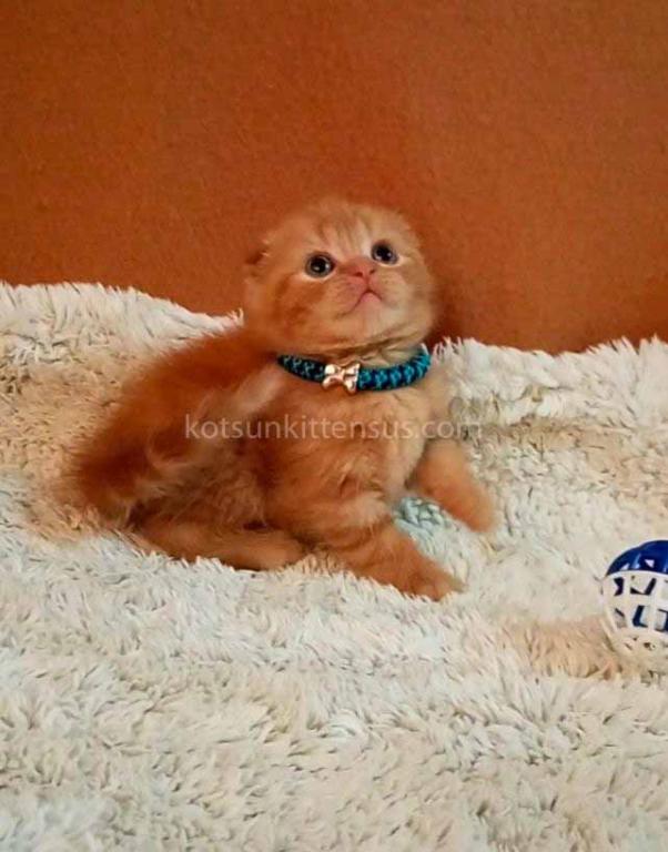 Baby Girl Paganini Flame Orange Red Scottish Fold photo 6