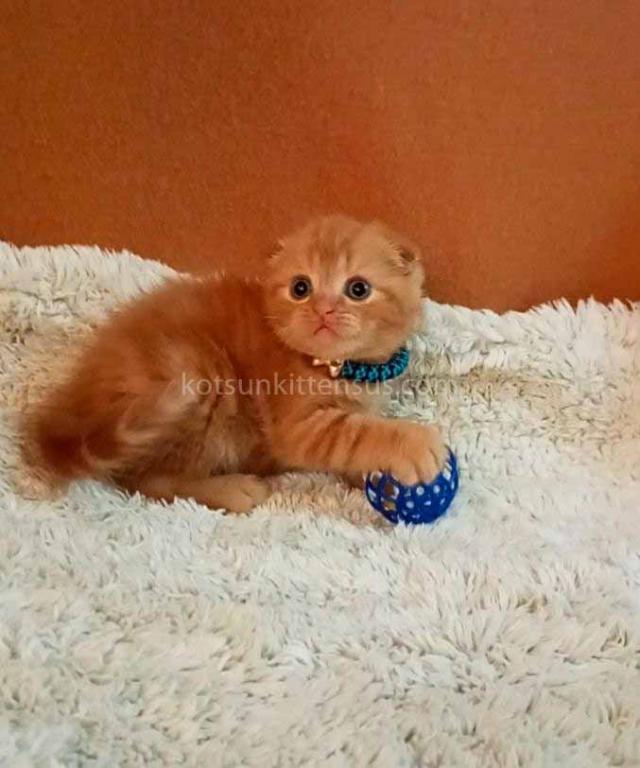 Baby Girl Paganini Flame Orange Red Scottish Fold photo 7