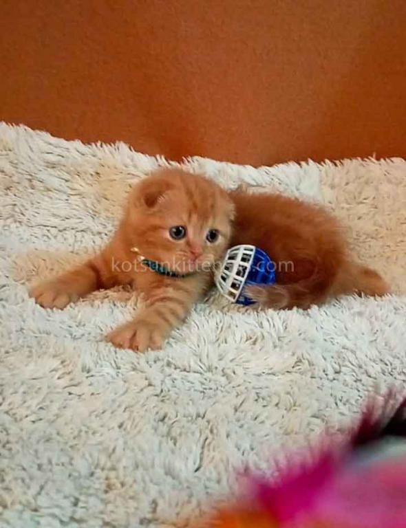 Baby Girl Paganini Flame Orange Red Scottish Fold photo 4