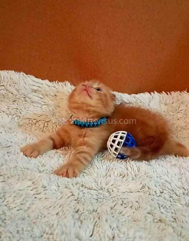 Baby Girl Paganini Flame Orange Red Scottish Fold photo 5
