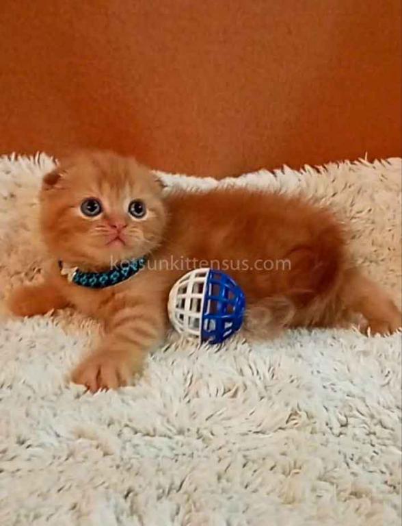Baby Girl Paganini Flame Orange Red Scottish Fold photo 2