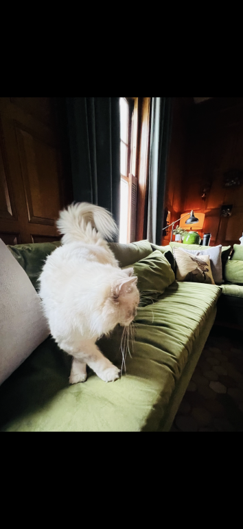 Charlie photo 5