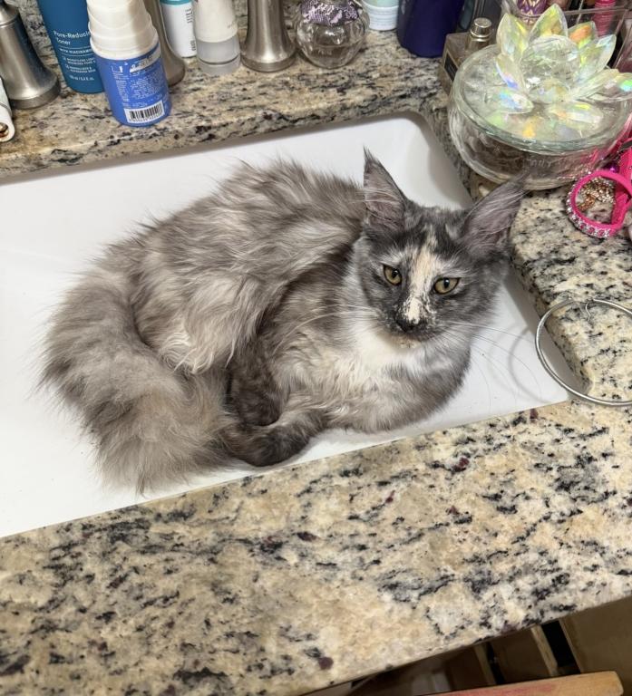 Maine Coon Manx Designer Breed photo 17