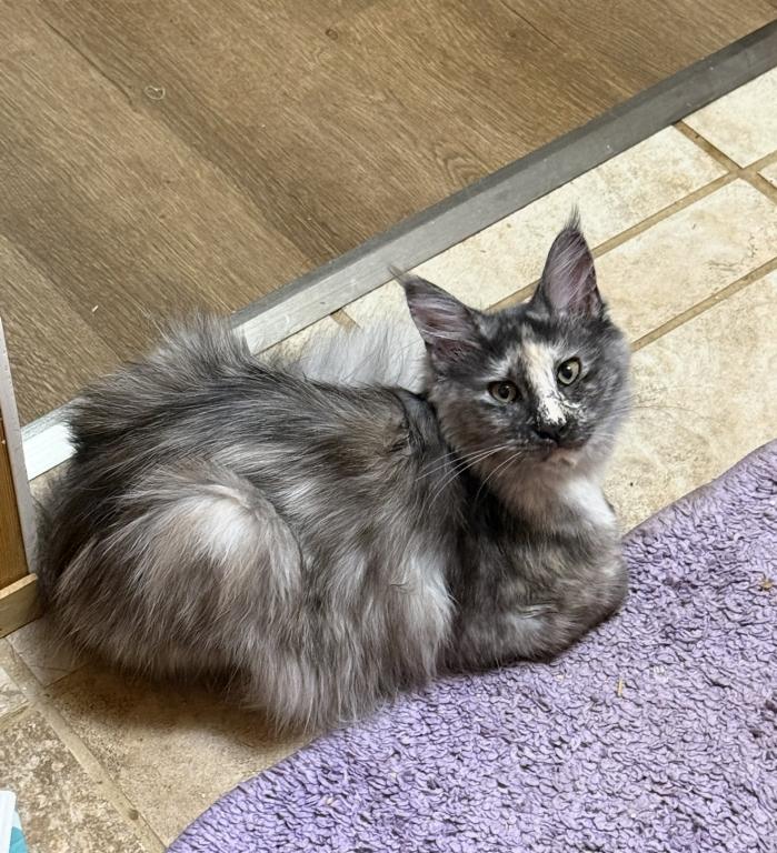 Maine Coon Manx Designer Breed photo 18
