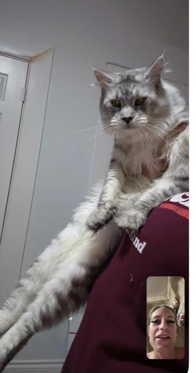 Maine Coon Manx Designer Breed photo 11