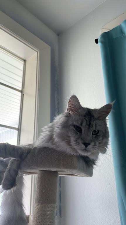 Maine Coon Manx Designer Breed photo 3