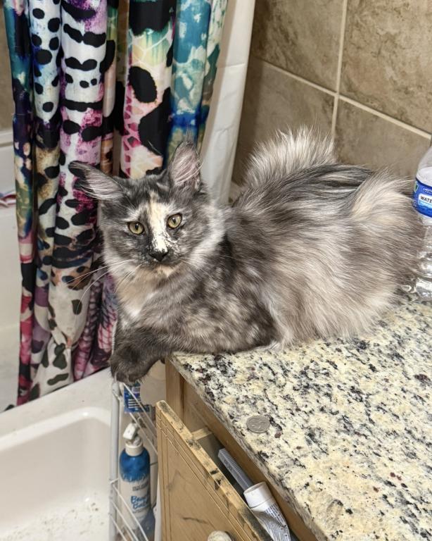 Maine Coon Manx Designer Breed