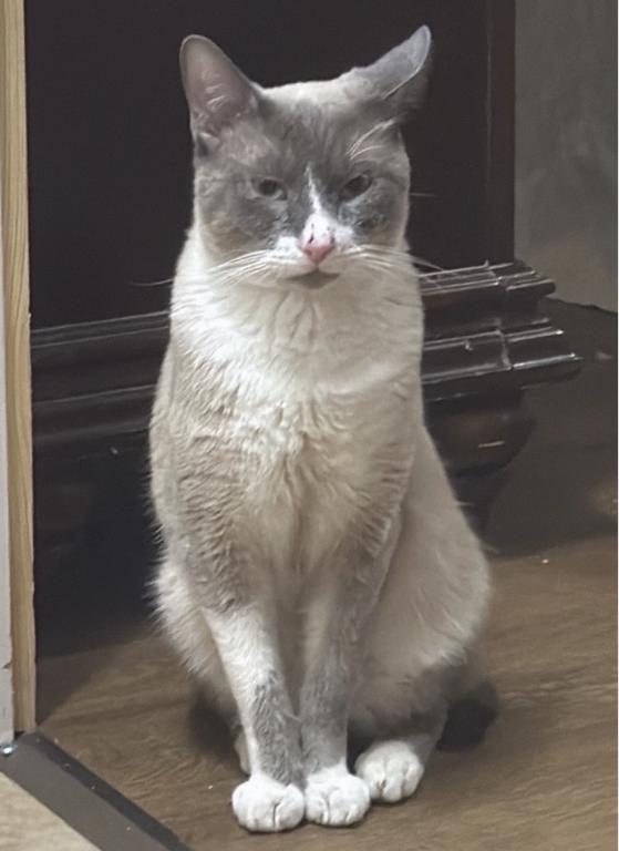 Maine Coon Manx Designer Breed photo 13