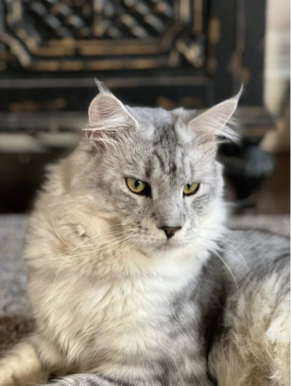 Maine Coon Manx Designer Breed photo 10