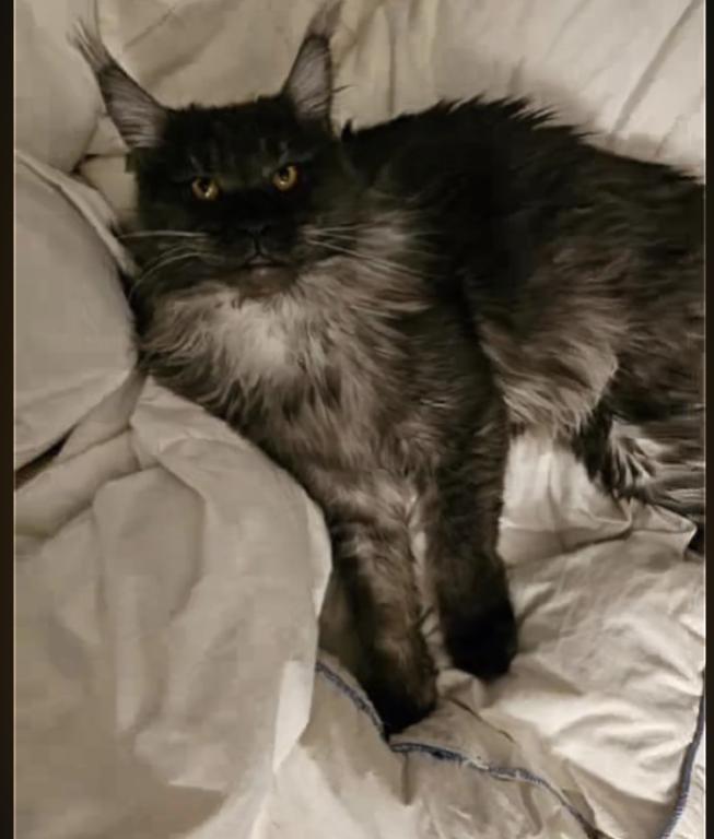 Maine Coon Manx Designer Breed photo 6