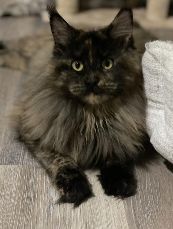 Maine Coon Manx Designer Breed photo 4