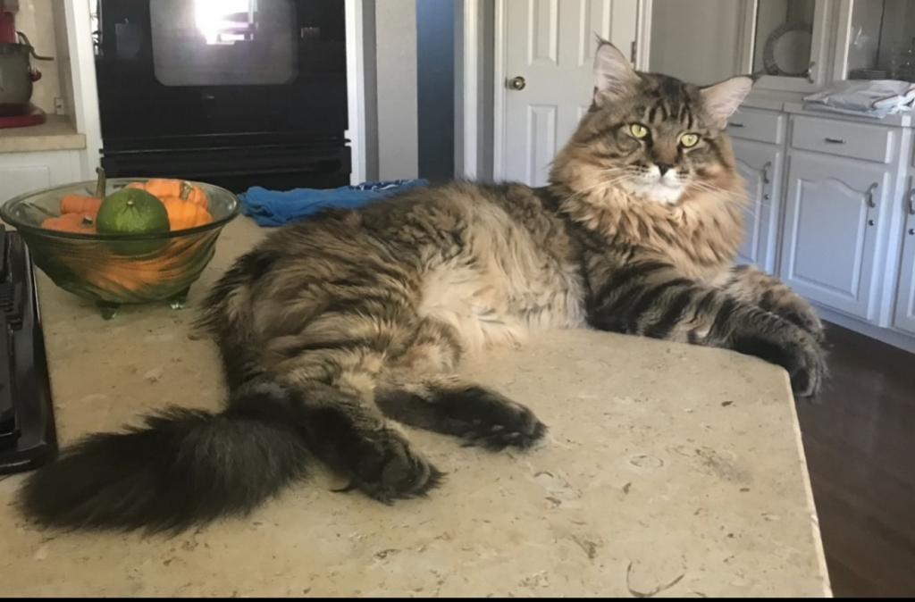 Maine Coon Manx Designer Breed photo 5