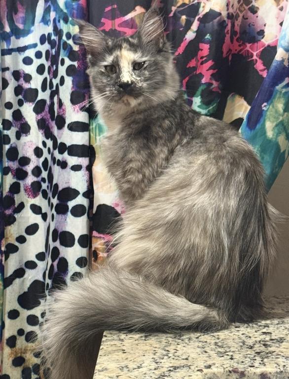 Maine Coon Manx Designer Breed photo 19
