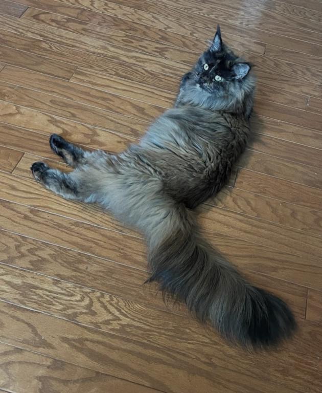 Maine Coon Manx Designer Breed photo 8