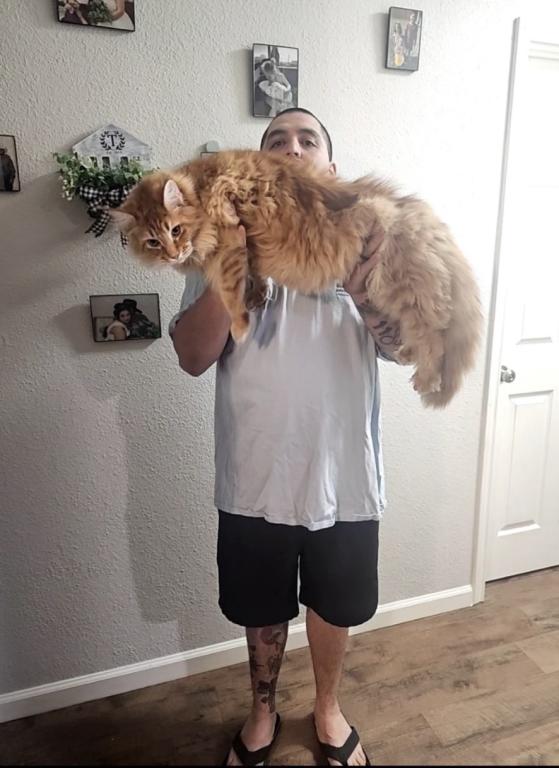 Maine Coon Manx Designer Breed photo 2