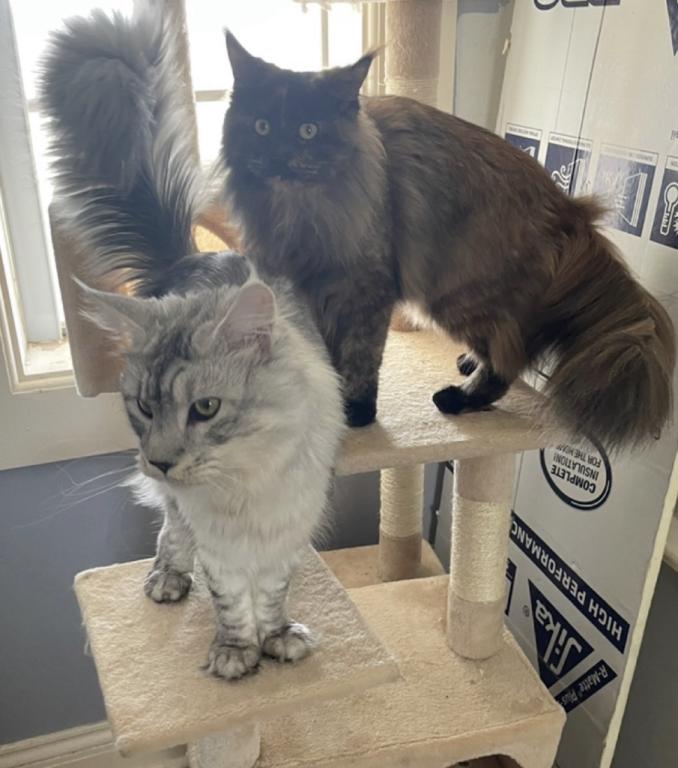 Maine Coon Manx Designer Breed photo 7