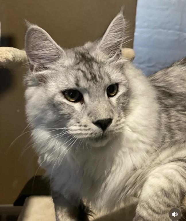 Maine Coon Manx Designer Breed photo 9