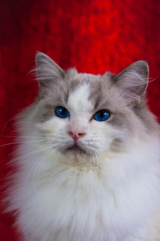 Walter From Ukraine
