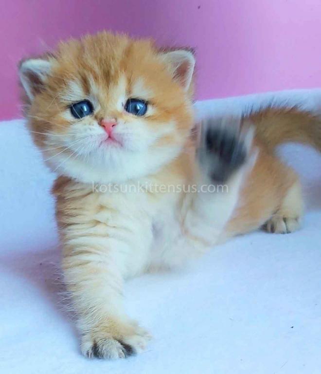 Gertruda The Cutest British Shorthair Golden Ny 11 photo 6