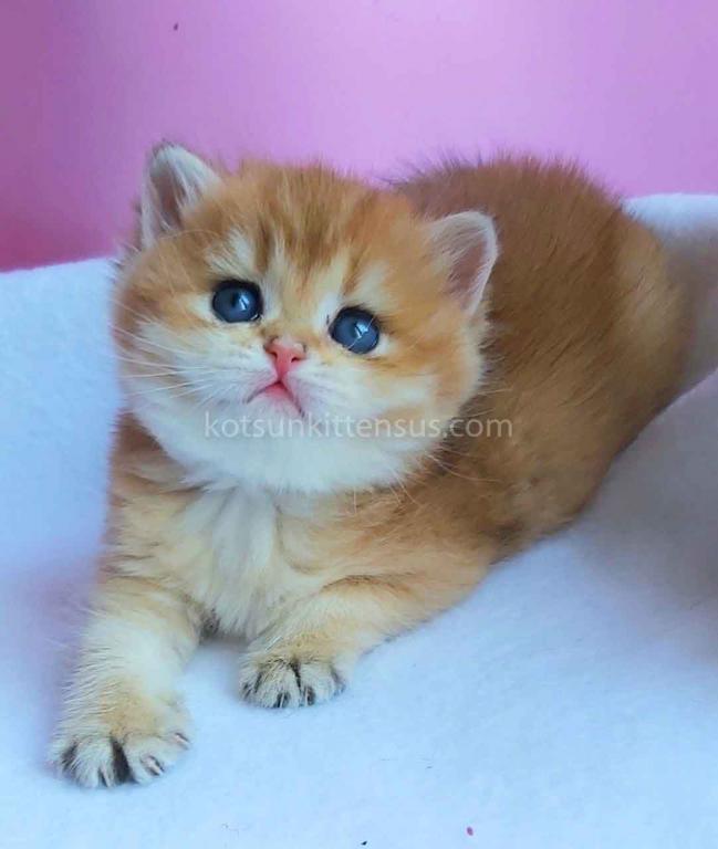 Gertruda The Cutest British Shorthair Golden Ny 11 photo 2