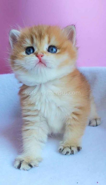 Gertruda The Cutest British Shorthair Golden Ny 11 photo 3