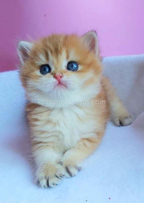 Gertruda The Cutest British Shorthair Golden Ny 11 photo 10