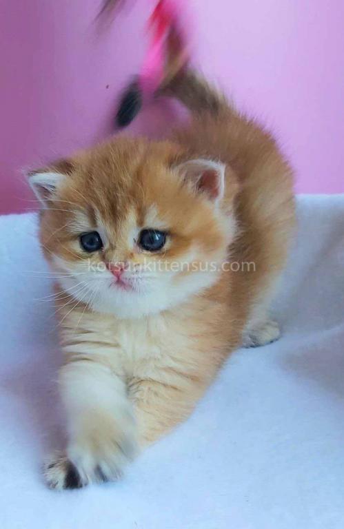 Gertruda The Cutest British Shorthair Golden Ny 11 photo 9