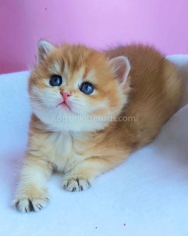 Gertruda The Cutest British Shorthair Golden Ny 11 photo 7