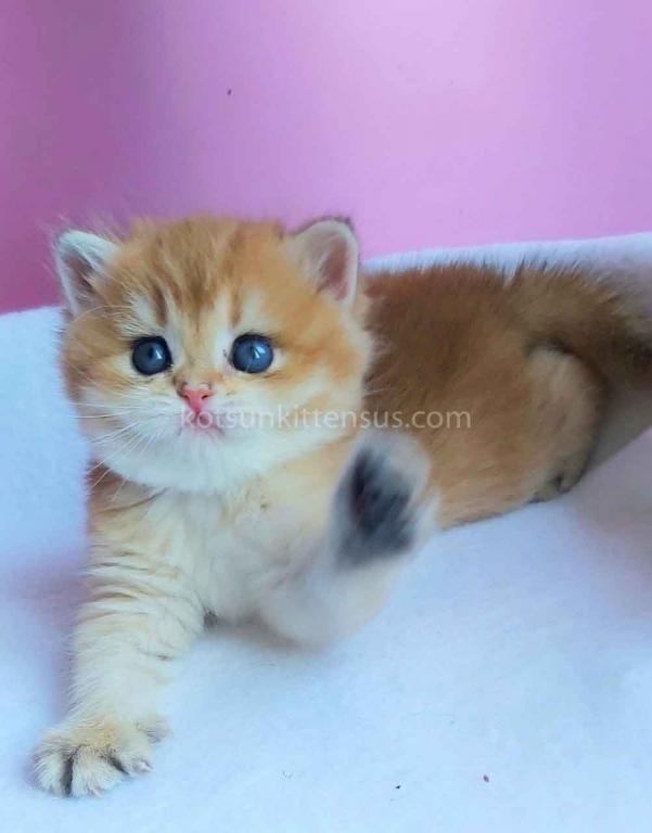 Gertruda The Cutest British Shorthair Golden Ny 11 photo 5