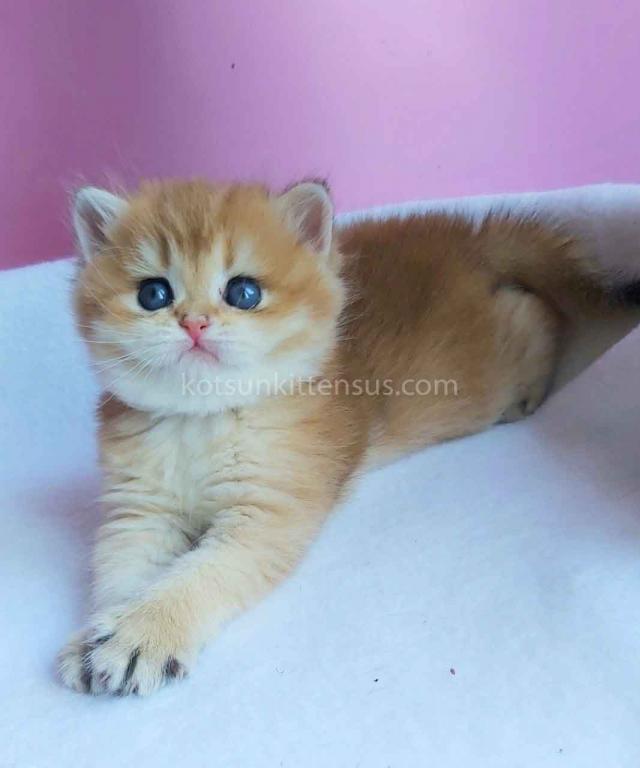 Gertruda The Cutest British Shorthair Golden Ny 11 photo 4