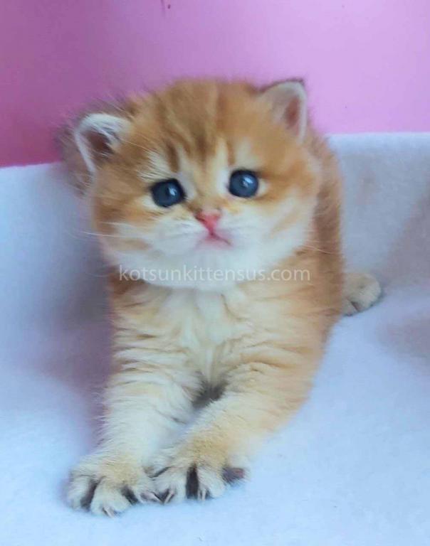 Gertruda The Cutest British Shorthair Golden Ny 11 photo 8